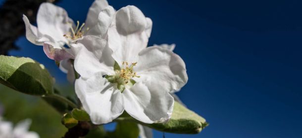 Fastenseminar nach der Hl. Hildegard von Bingen im Frühling