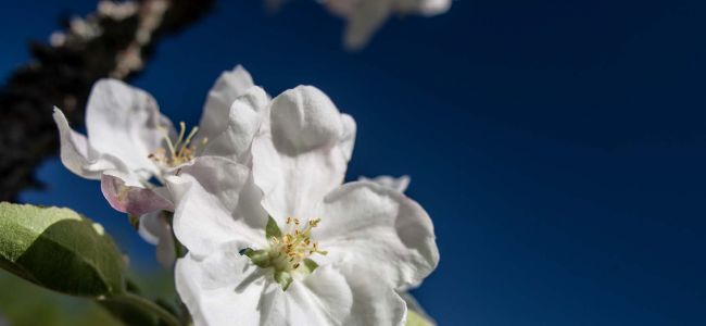 Fastenseminar nach der Hl. Hildegard von Bingen im Frühling